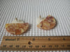 Retro Earrings, Beige Caramel Swirl Fan Tortoise Pierced 72116B