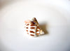 Vintage Natural Shell Brooch Pin 121816