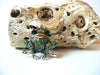 Rhinestone Frog Brooch 72420